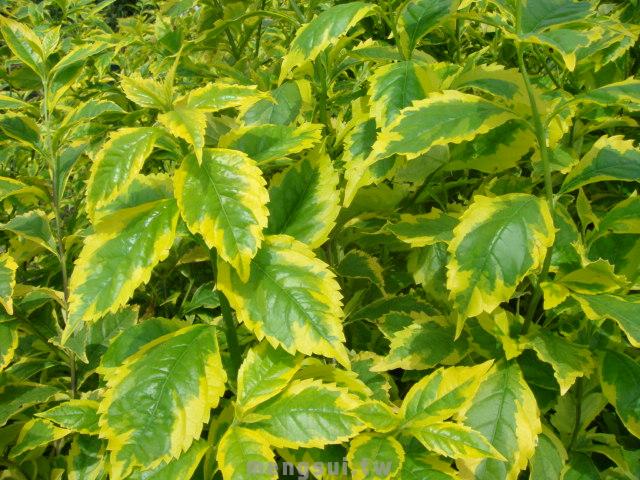 黃金斑葉金露花