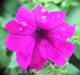 矮牽牛 VI (大朵)